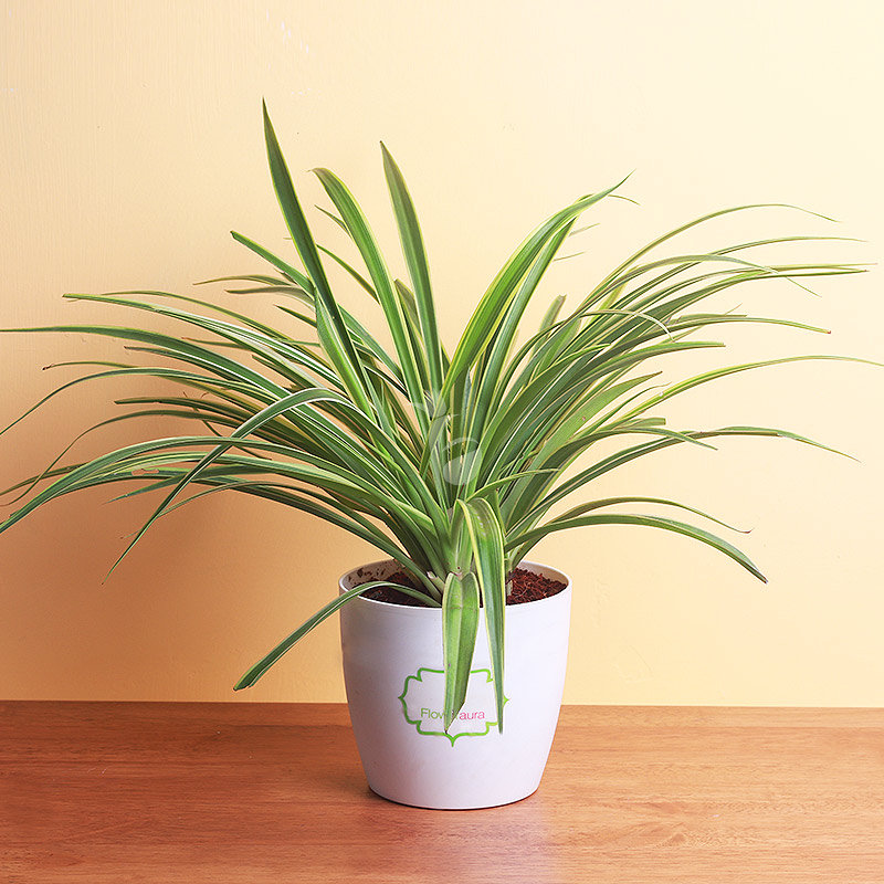 A spider plant